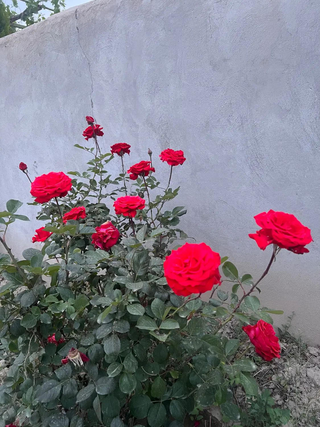 باغ