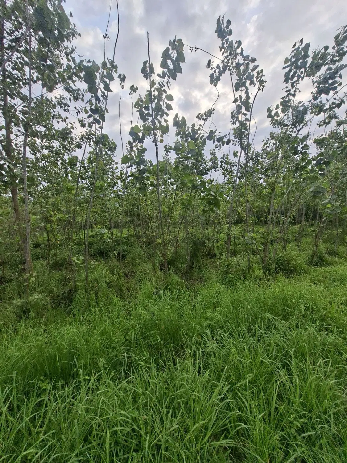 240 متر مسکونی