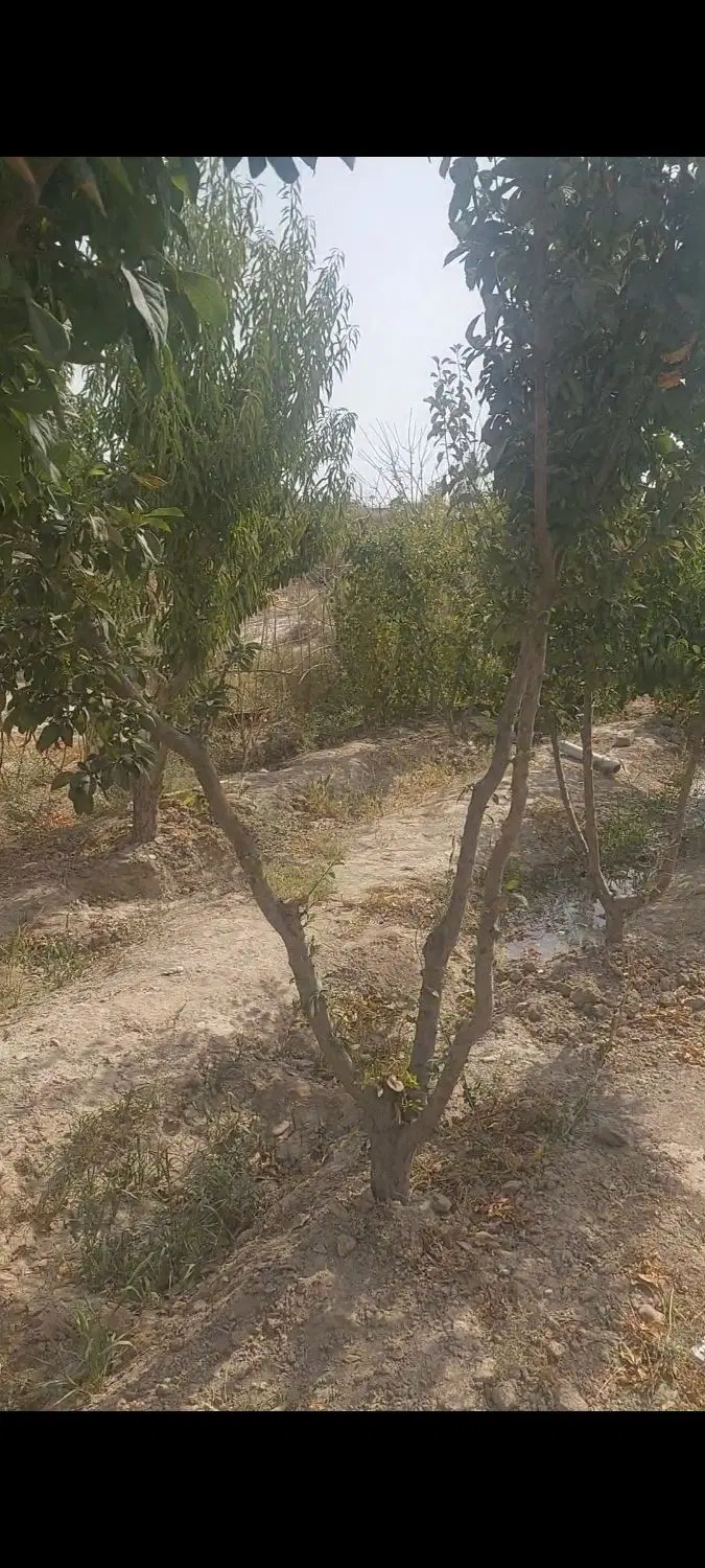 باغ با درختان ۱۰ساله