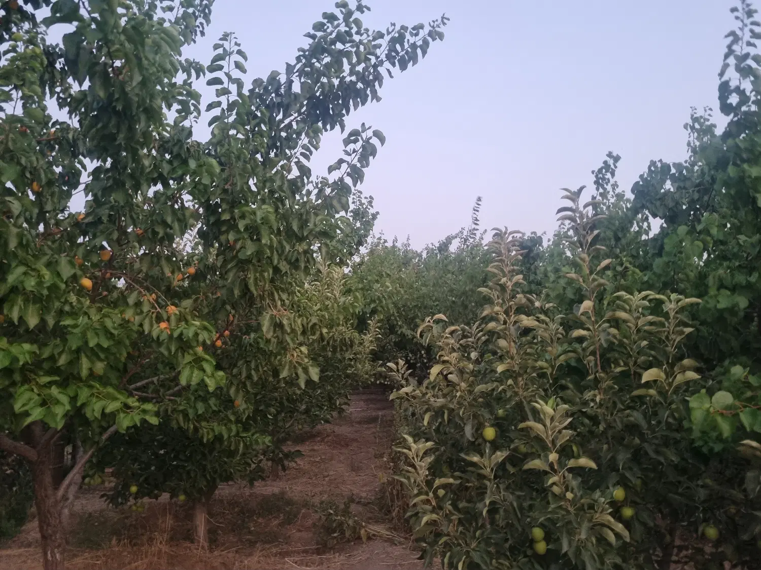 فروش باغ در مرند