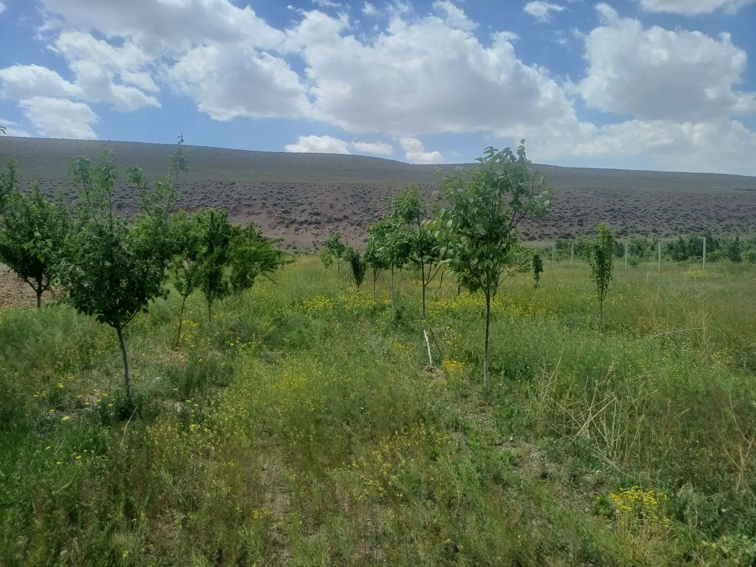 باغ فروشی