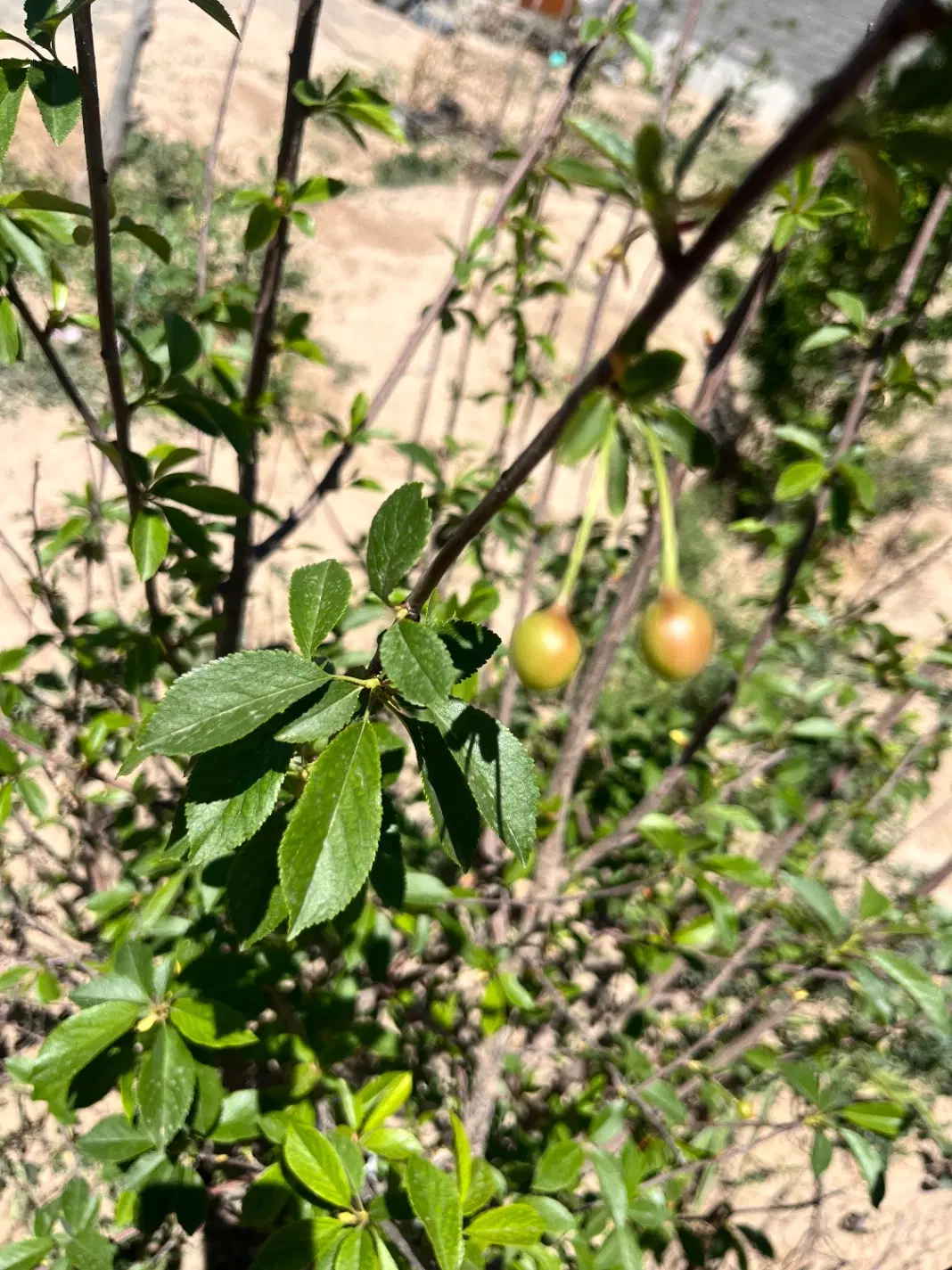 باغچه ۵۵۰ متری سند تک برگ