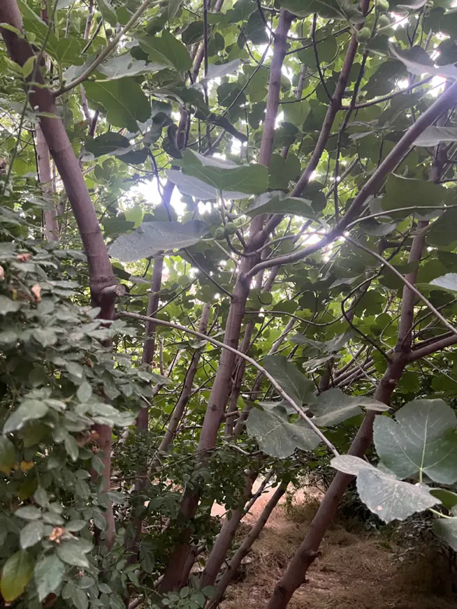 540 متر ویلایی شریعتی کوچه ثبت