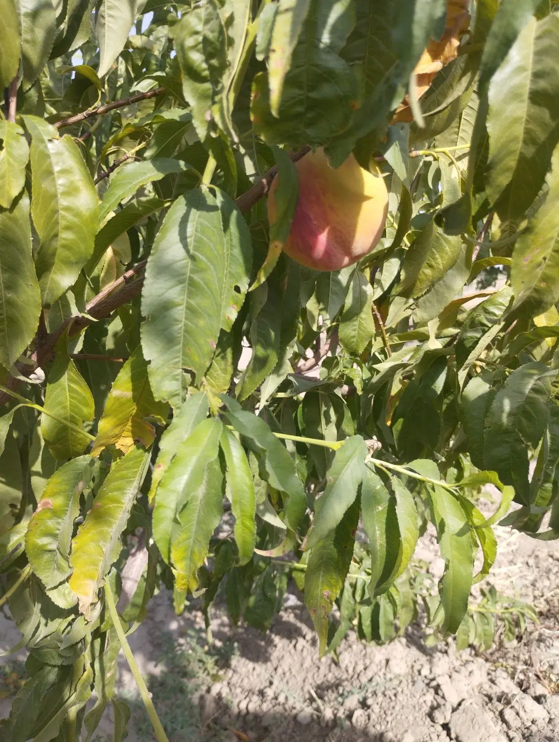 باغچه در روستای کمال