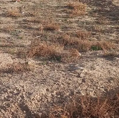 زمین مسکونی در نیروگاه