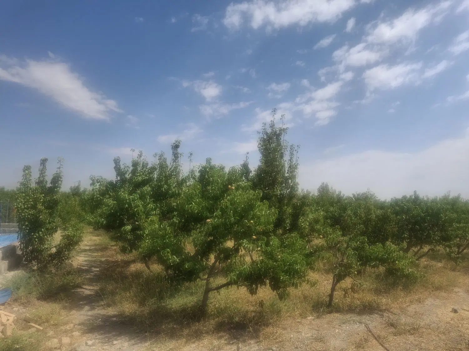باغ زیبا گل آباد