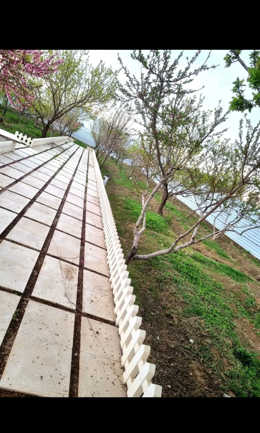 باغچه