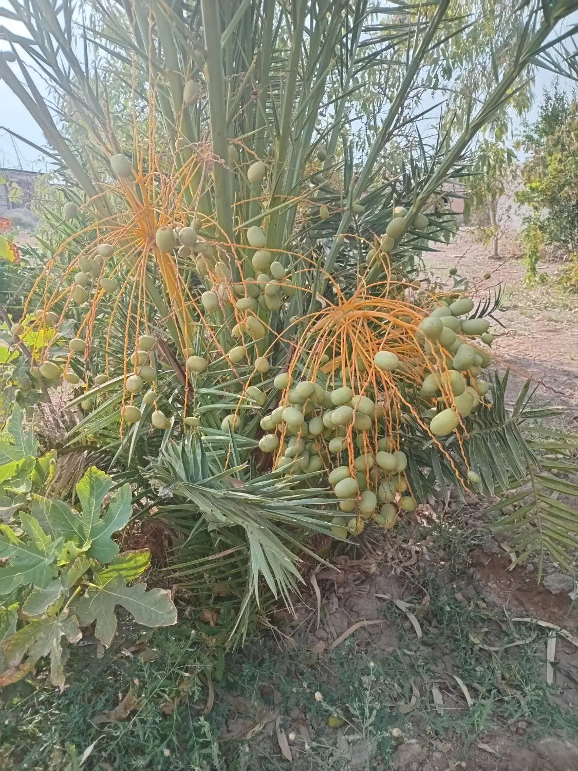 زمین فروشی