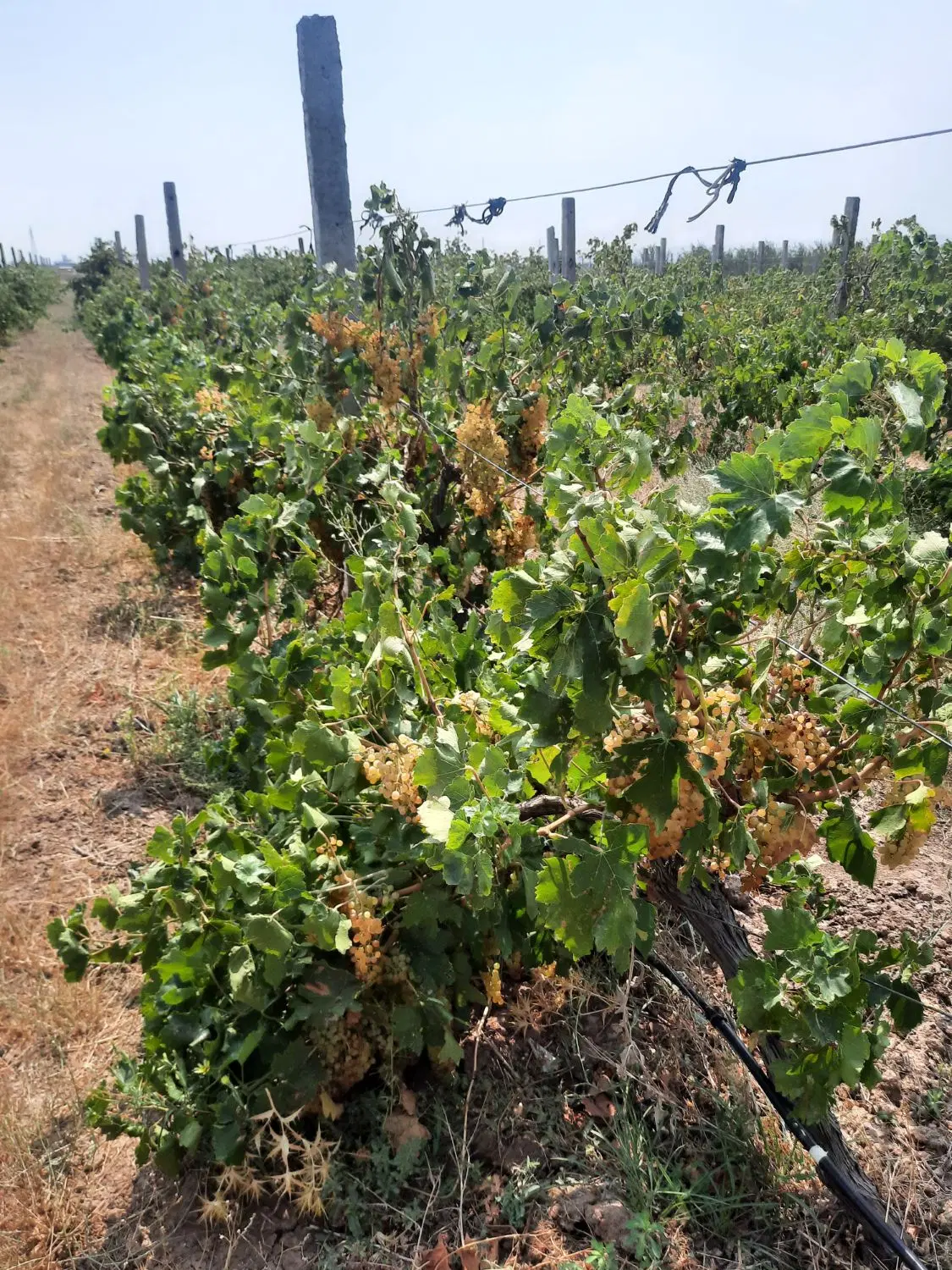 فروش باغ انگور داربستی ۲ هکتاری