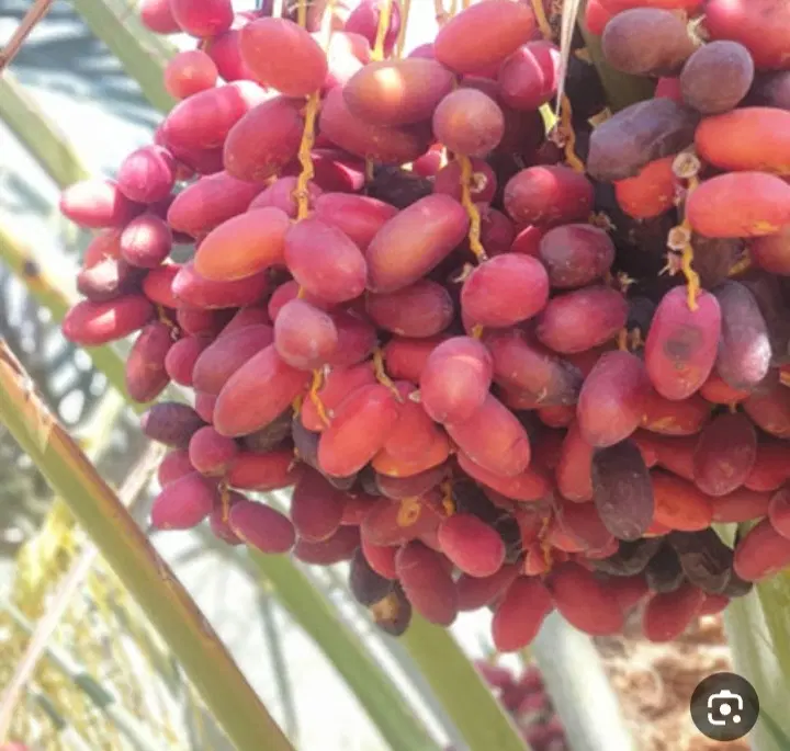 یک قطعه باغ فروشی