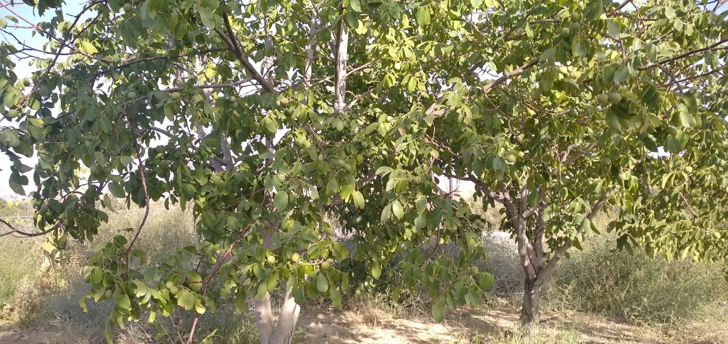 باغ در محدوده محمد آباد ( شوراب صغیر)