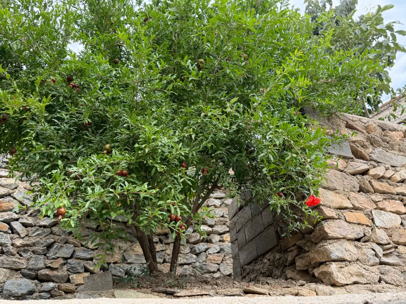 اجاره مغازه ۱۸ متری تجاری