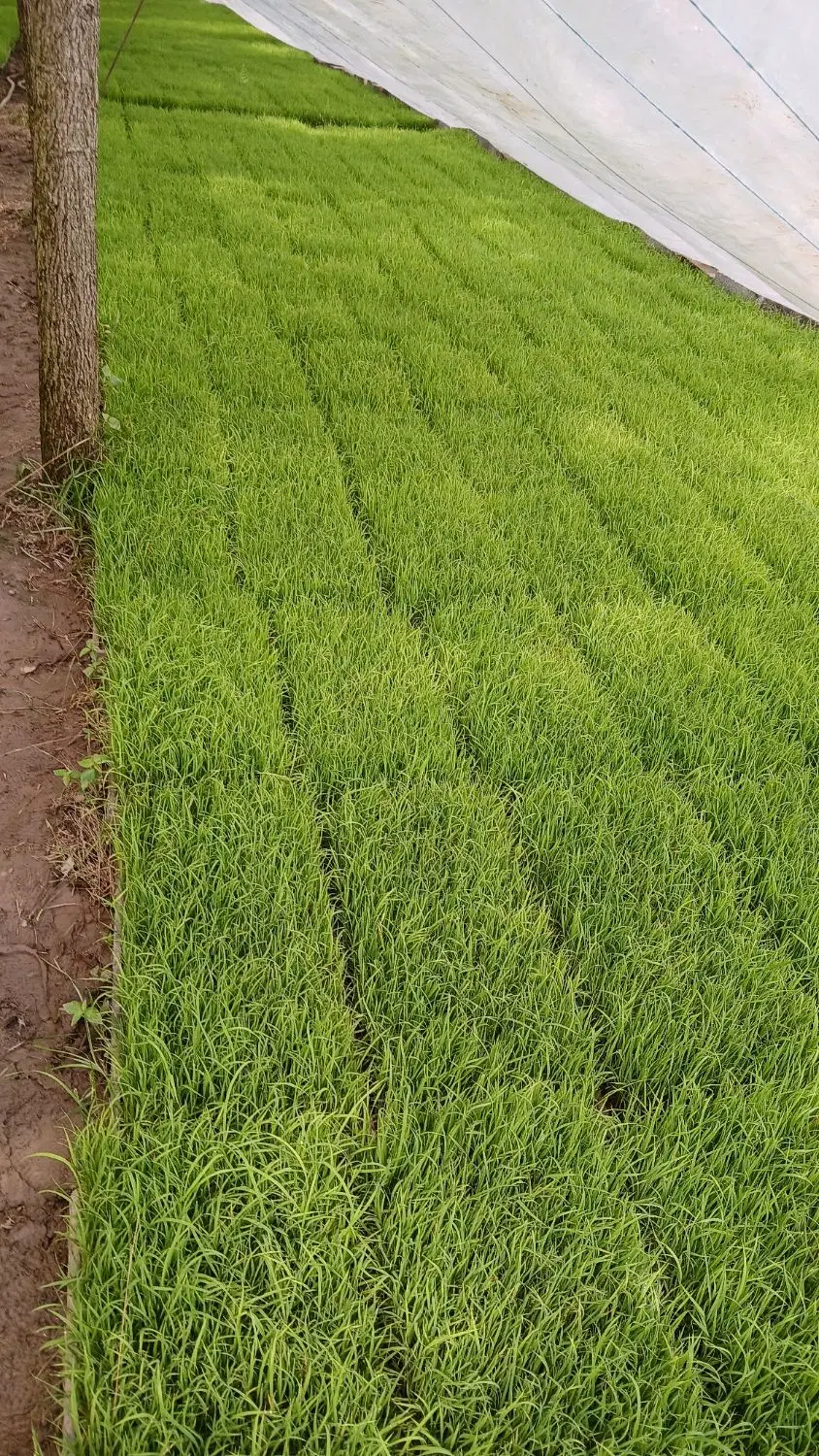 اجاره زمین کشاورزی شالی کاری
