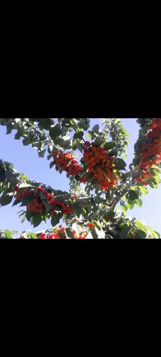 باغ تفریحی پرمیوه مناسب برای استراحت1100متری