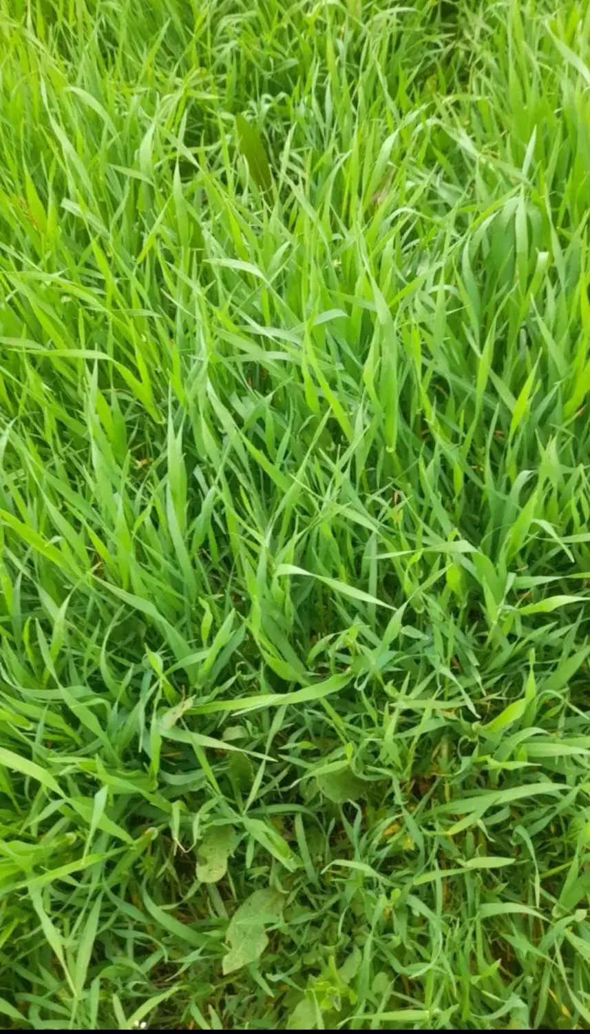 فروش زمین کشاورزی مرغوب