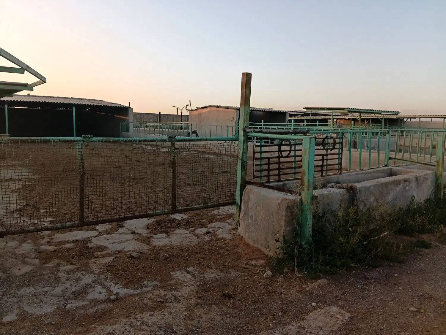گاوداری نیمه صعنتی