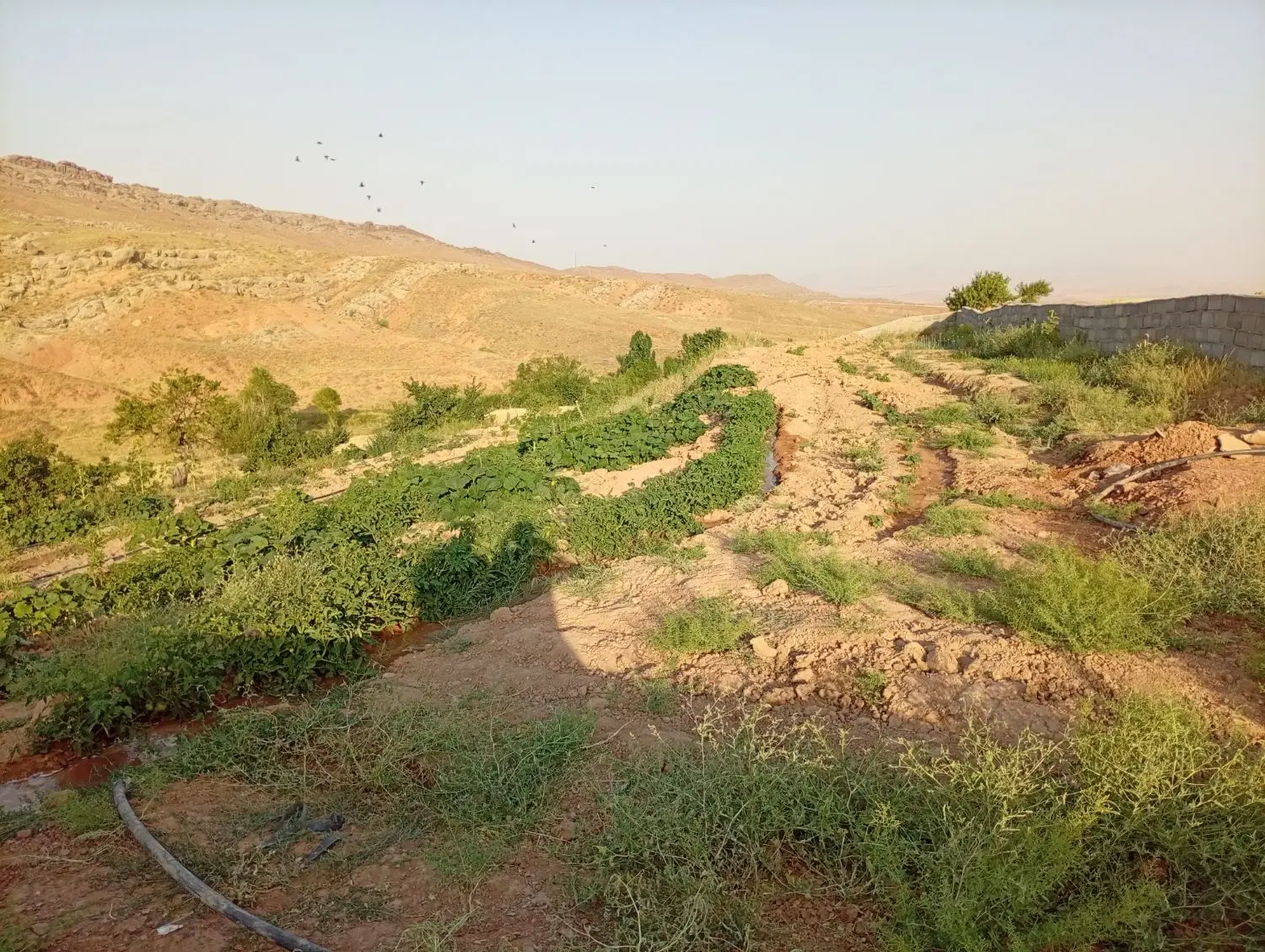 زمین برای ساخت خونه باغ