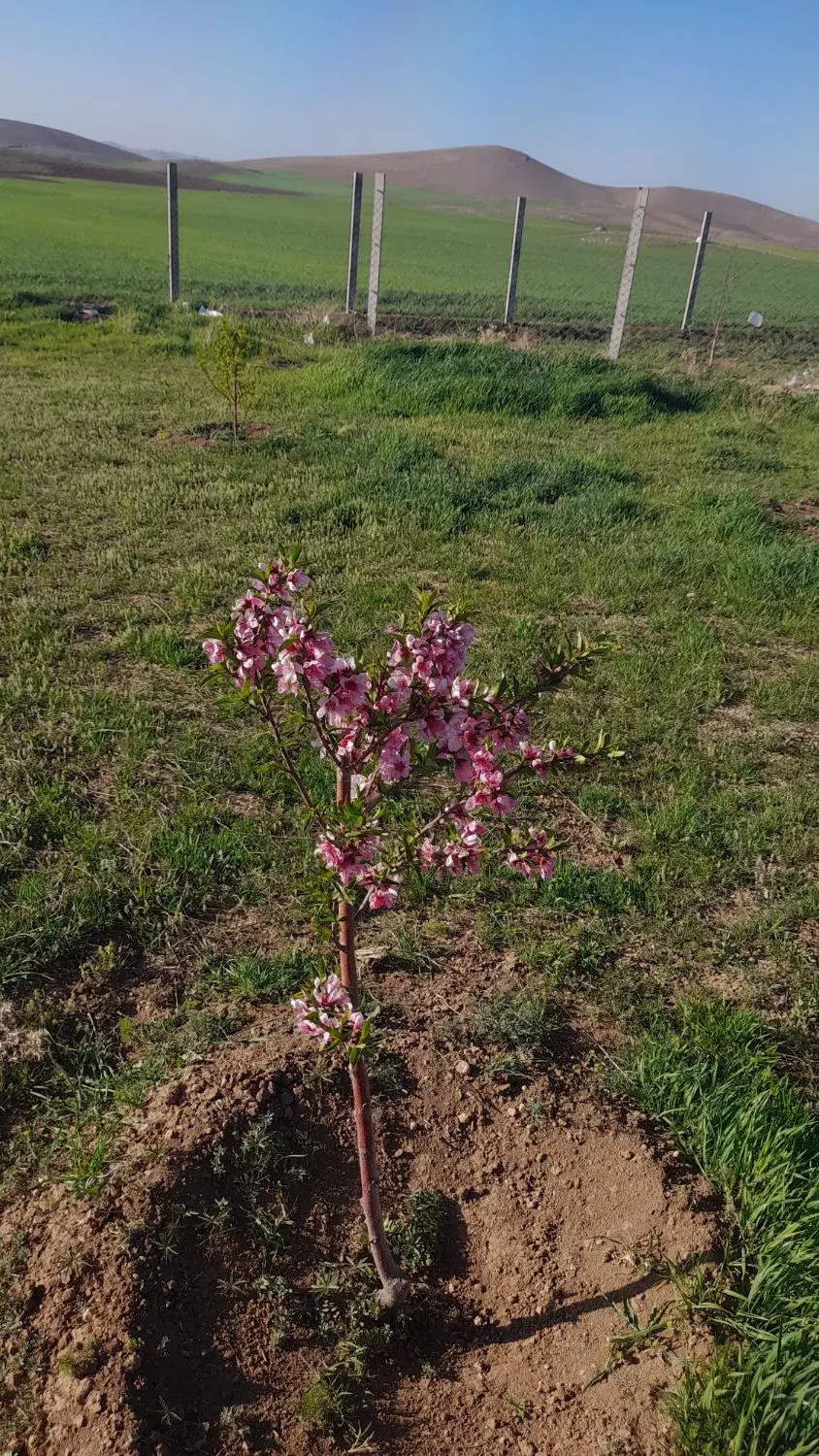زمین مخصوص ویلاباغ