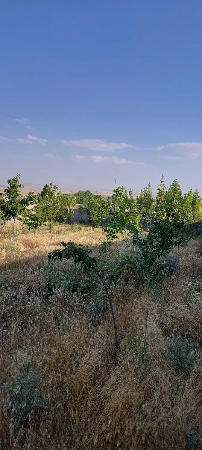 زمین ویلا باغ