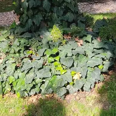 باغ تهاتر فوق العاده مناسب زندگی و سرمایه گذاری و.