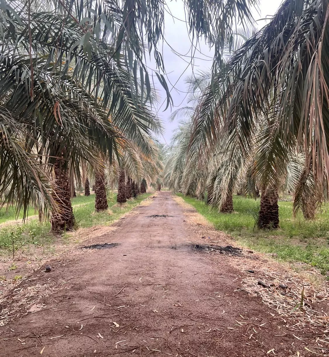 باغ خر ما صا  دراا ت