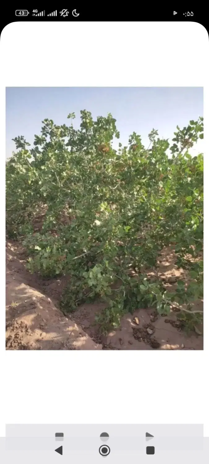 زمین کشاورزی