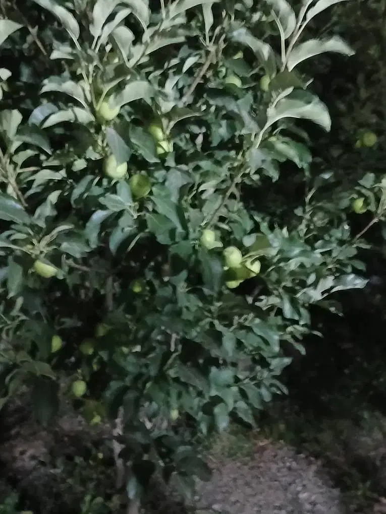فروش باغ ویلا نیمه کاره