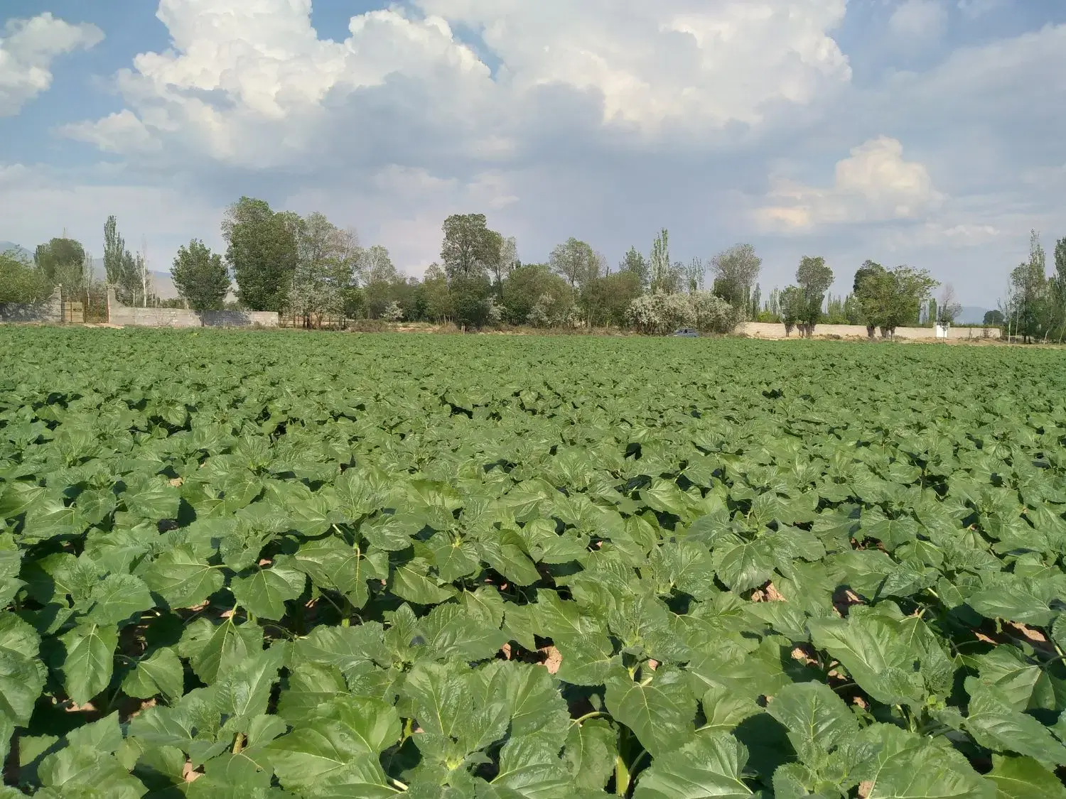 زمین زراعی و باغی در مرند