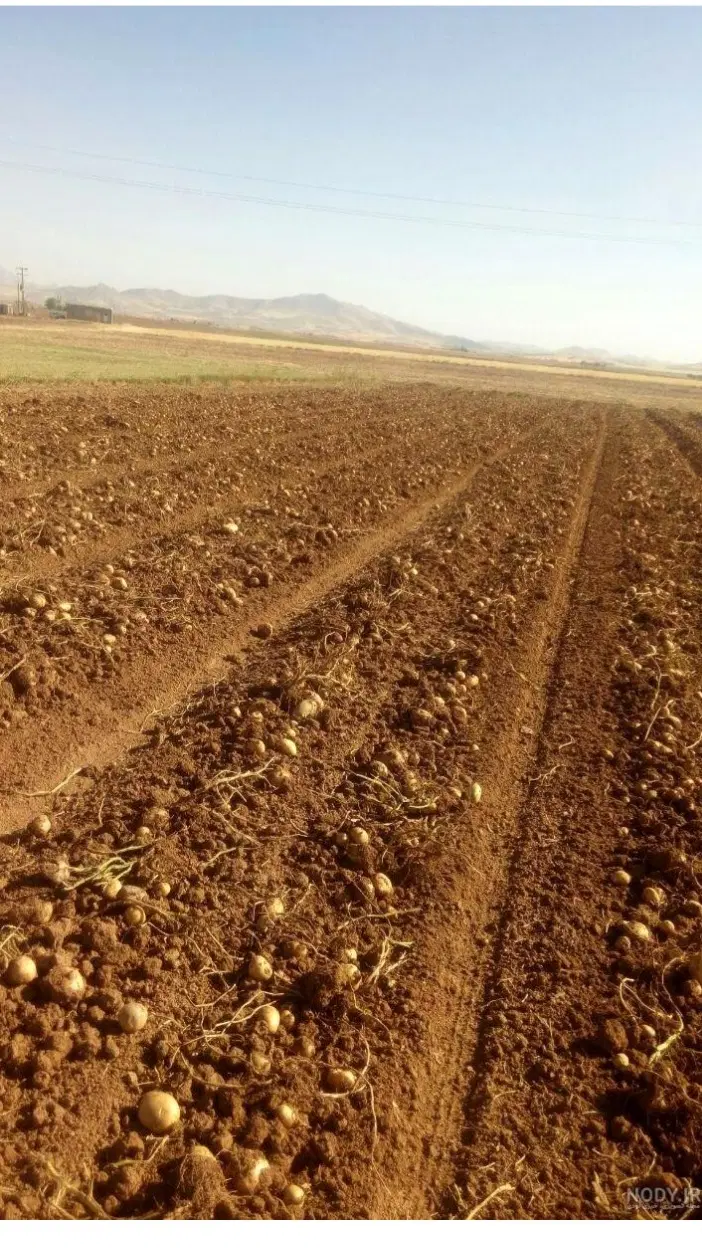 زمین کشاورزی