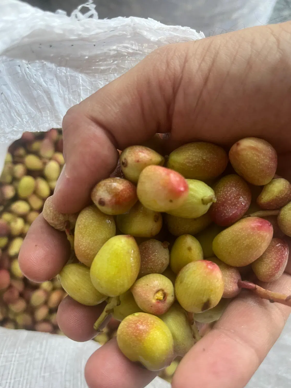 ۵۰۰ متر باغچه  با سندتک برگ ۶۰۰ میلیون