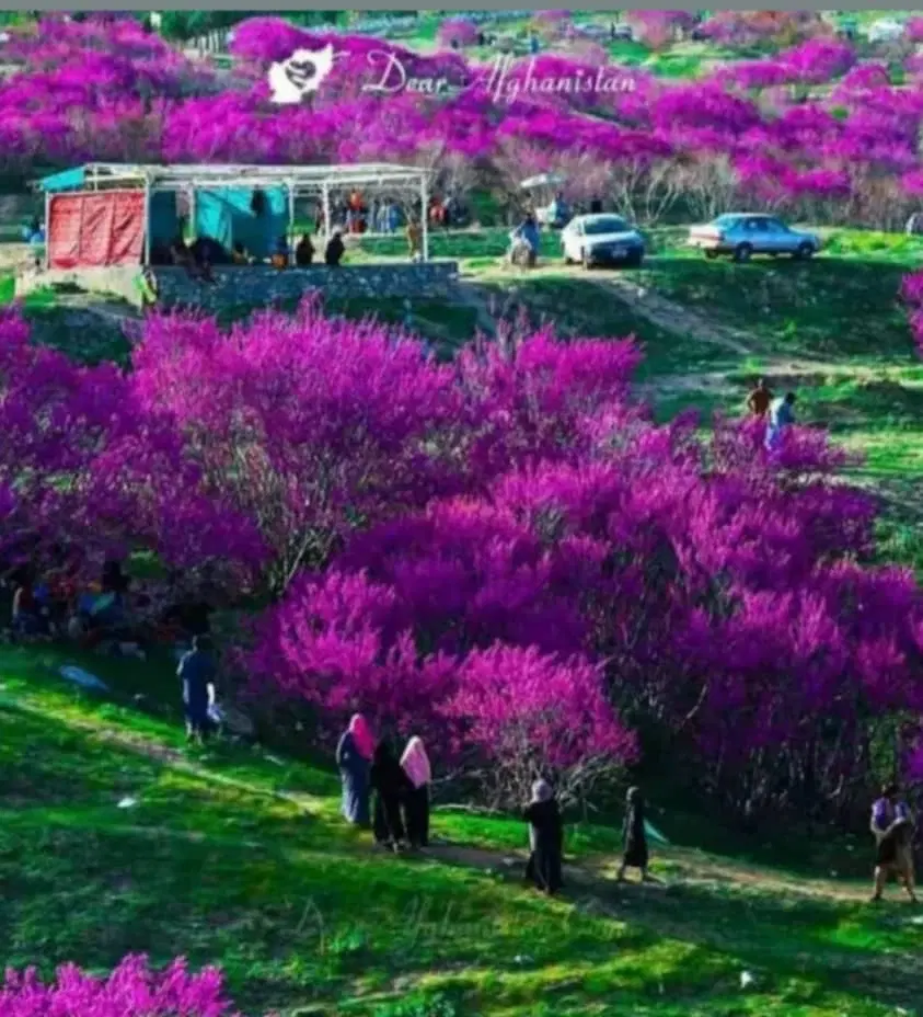 ۲۰۰متر زمین ۵۱۰میلیون پوشت بند