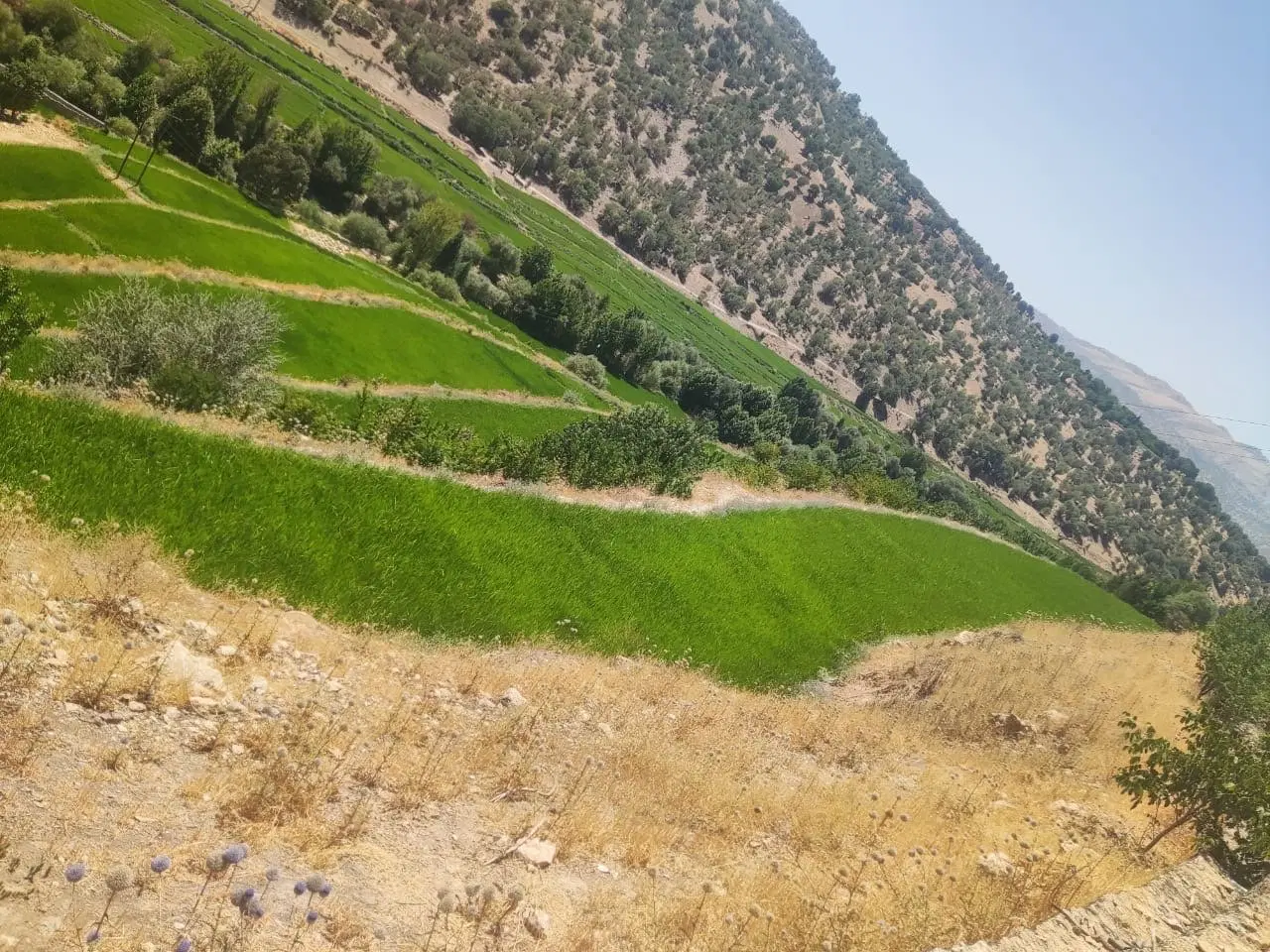 فروش زمین برنجکاری محمدآباد چیتاب