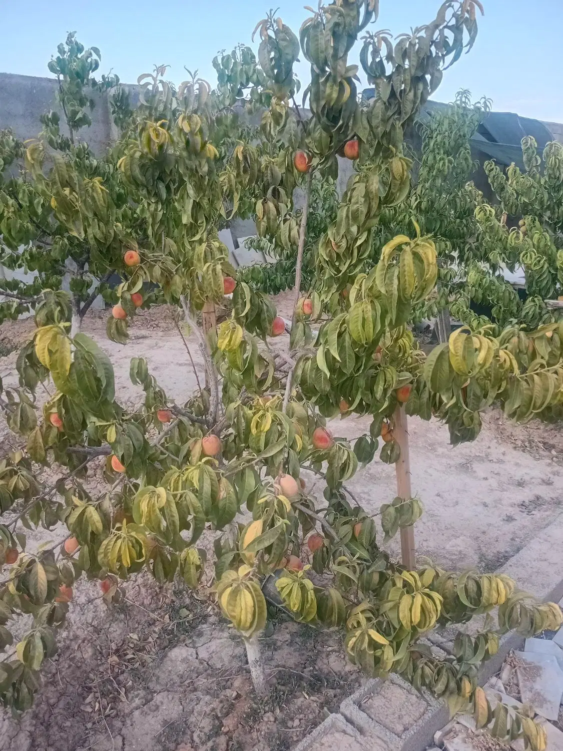 زمین دارای بنا .پر از درخت مثمر