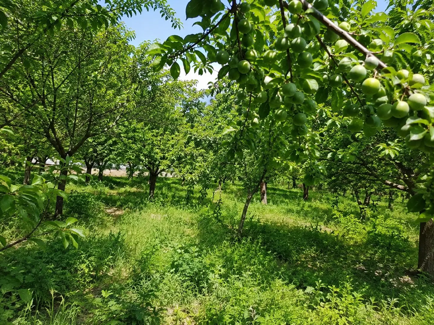 فروش وتهاتر باغ با ویلای آماده