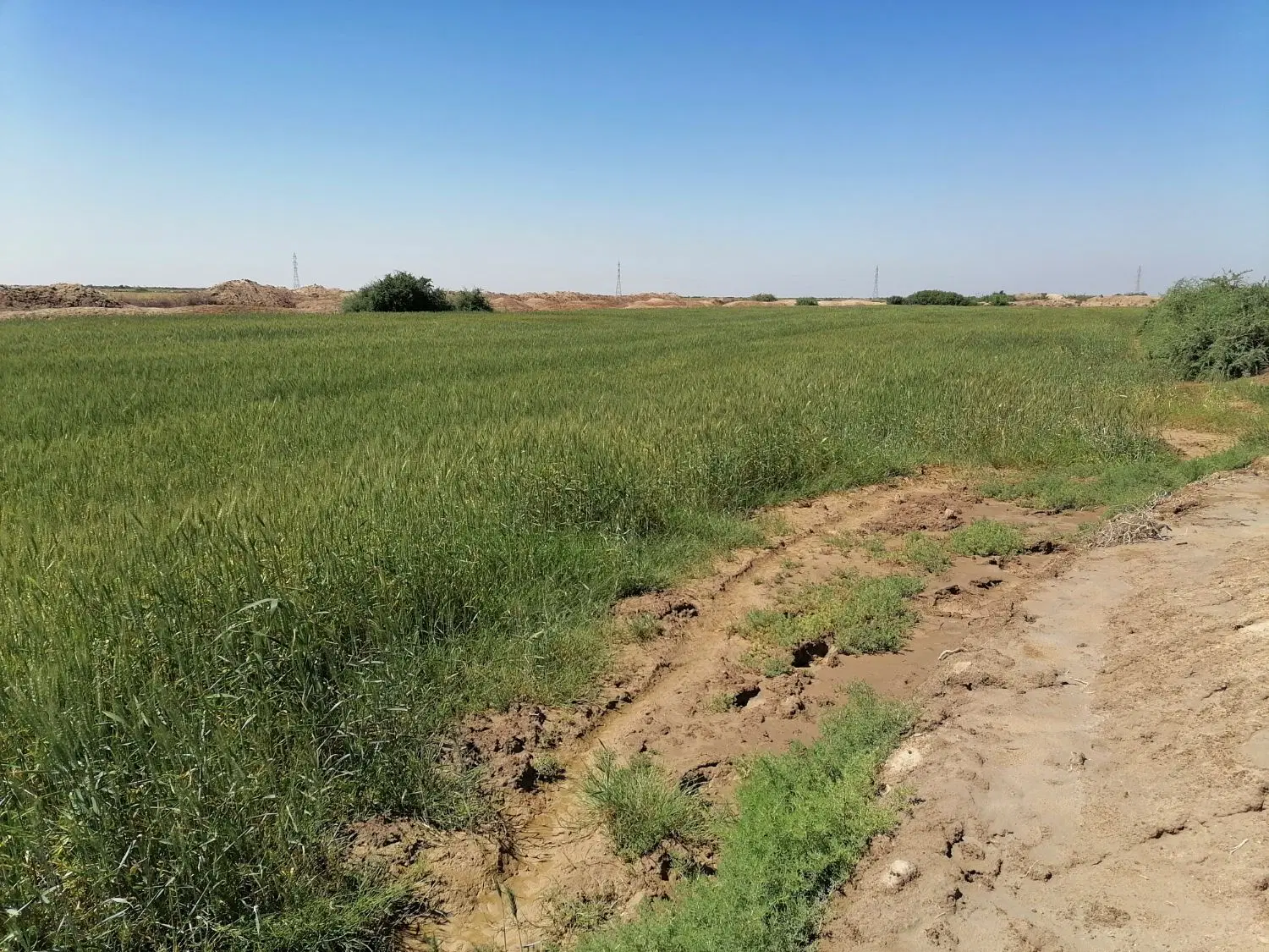 زمین زراعتی
