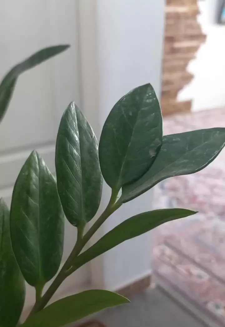 واحد ۷۸ متری استراتوس دو خوابه پارکینگ دار