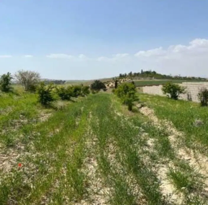 باغشهری سیخ دارنگون