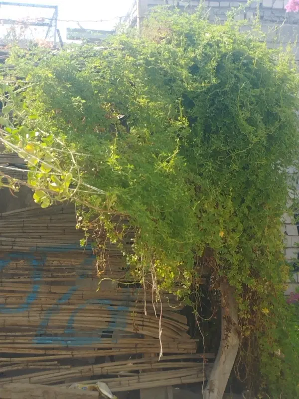 اجاره خانه
