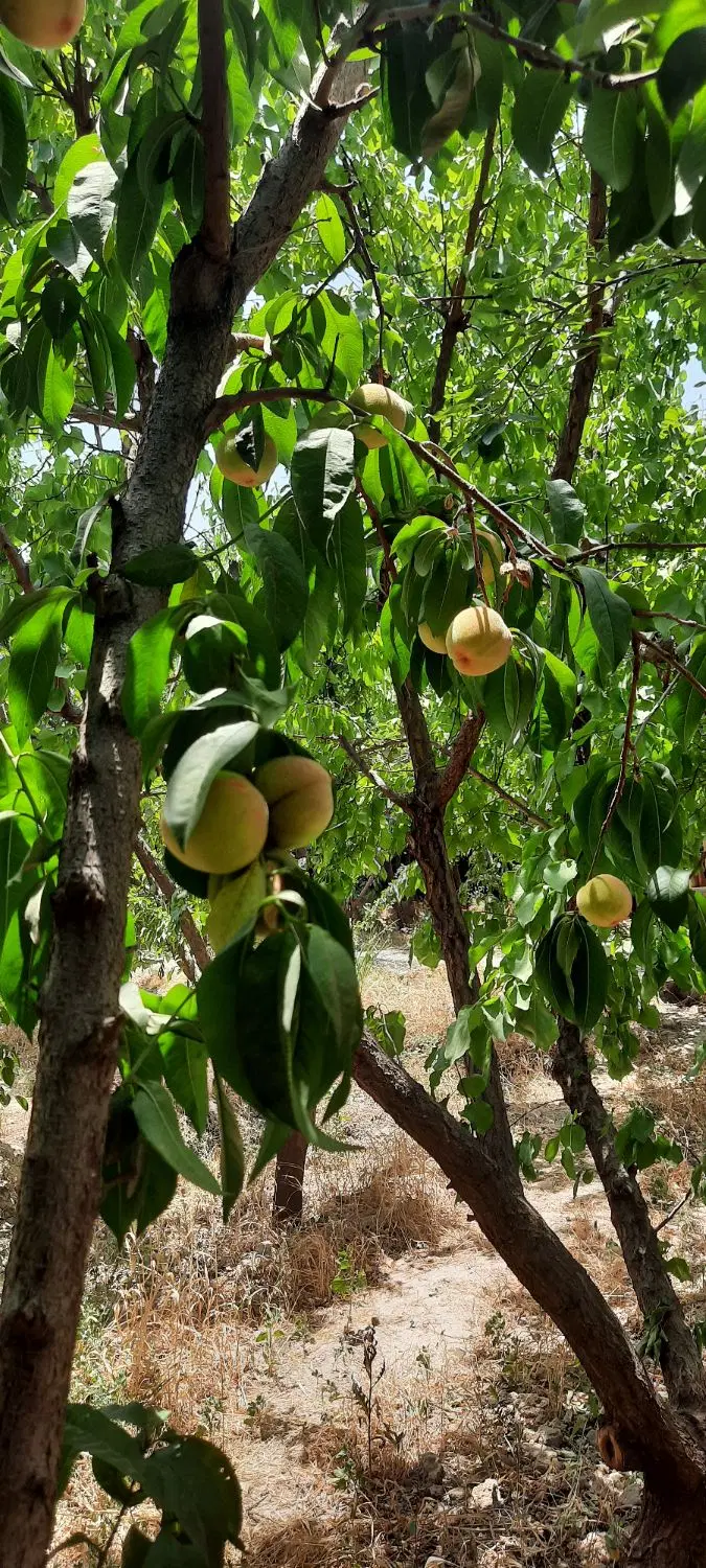 باغچه ۵۰۰ متری قلعه فرامرزیه