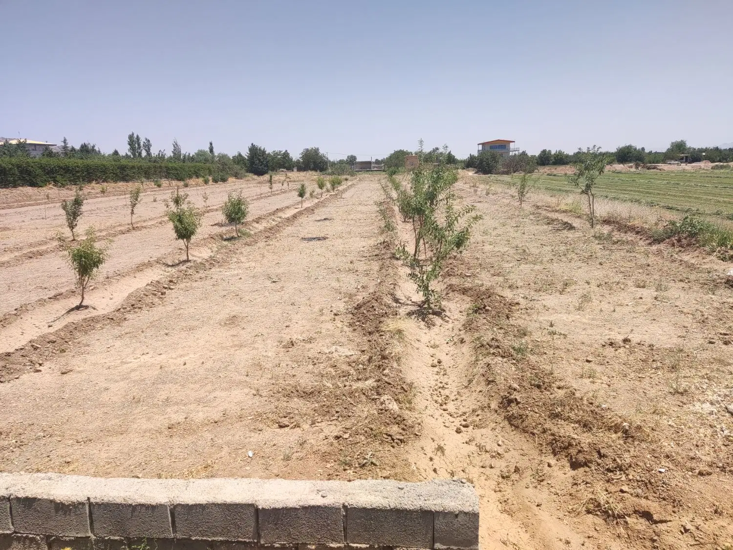 زمین کشاورزی جاده کوچری