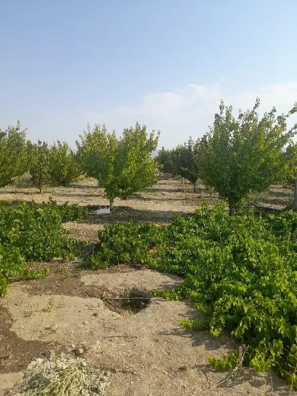 فروش گلخانه