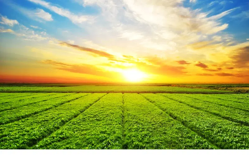 درویش آباد ۲۳۵متر زمین