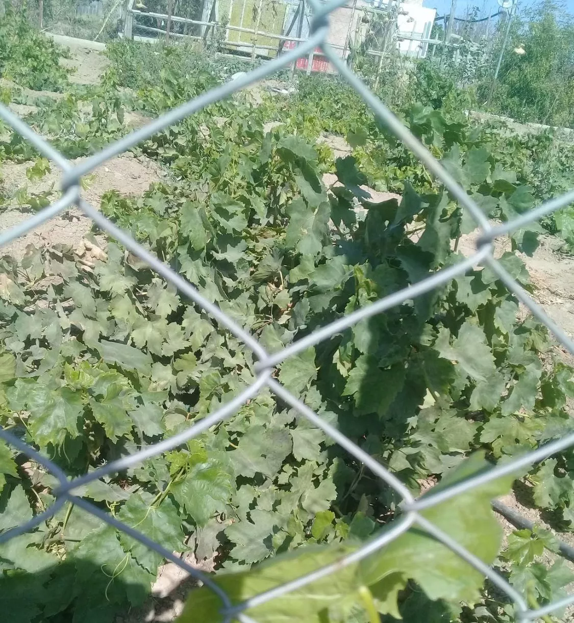 باغ و ویلا. نمازگاه
