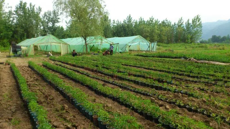 زمین مسکونی، باغ، گلخانه 7175 متر لنگرود