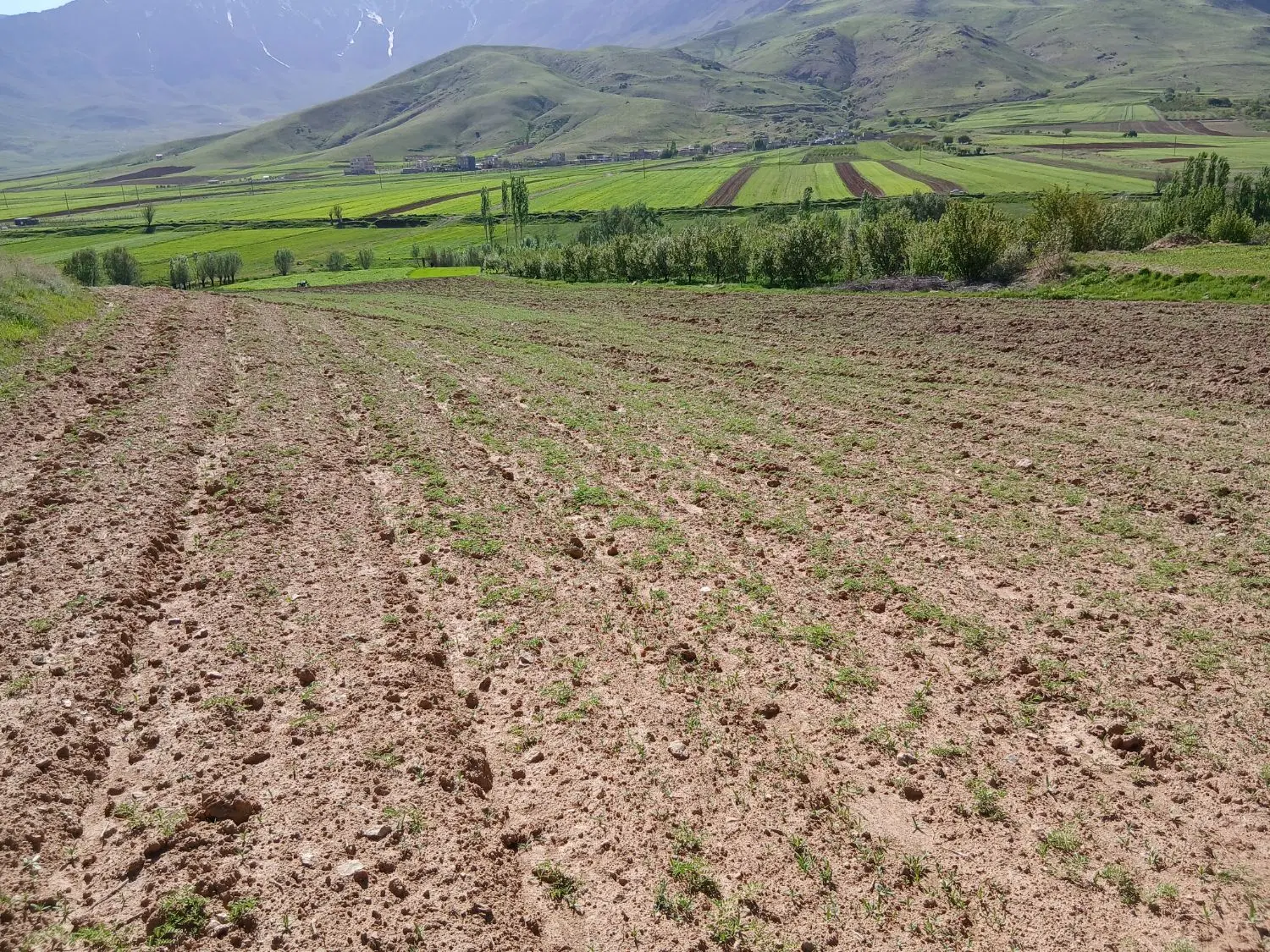 زمین دیم کشاورزی وباغی