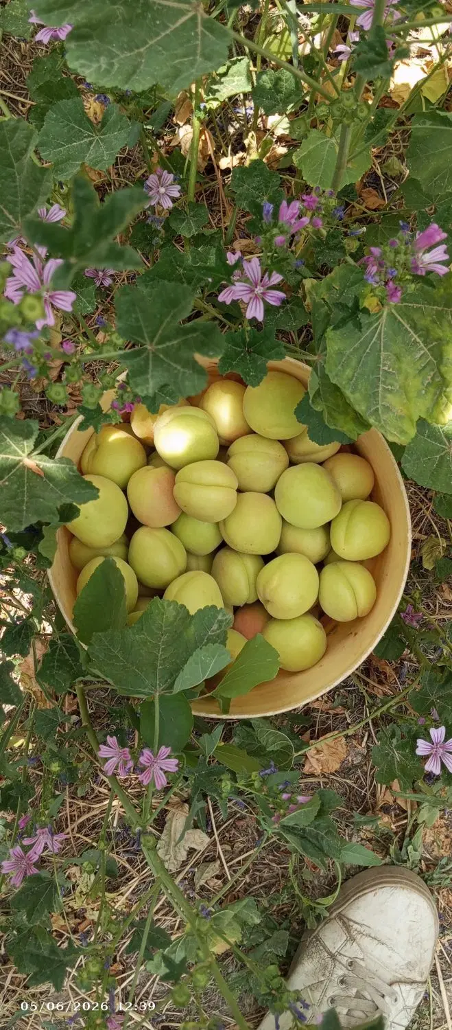 باغچه  متراژ 250متر