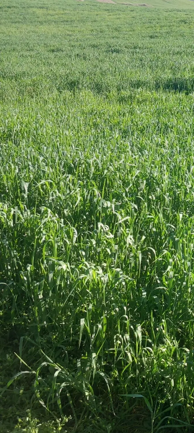فروش زمین