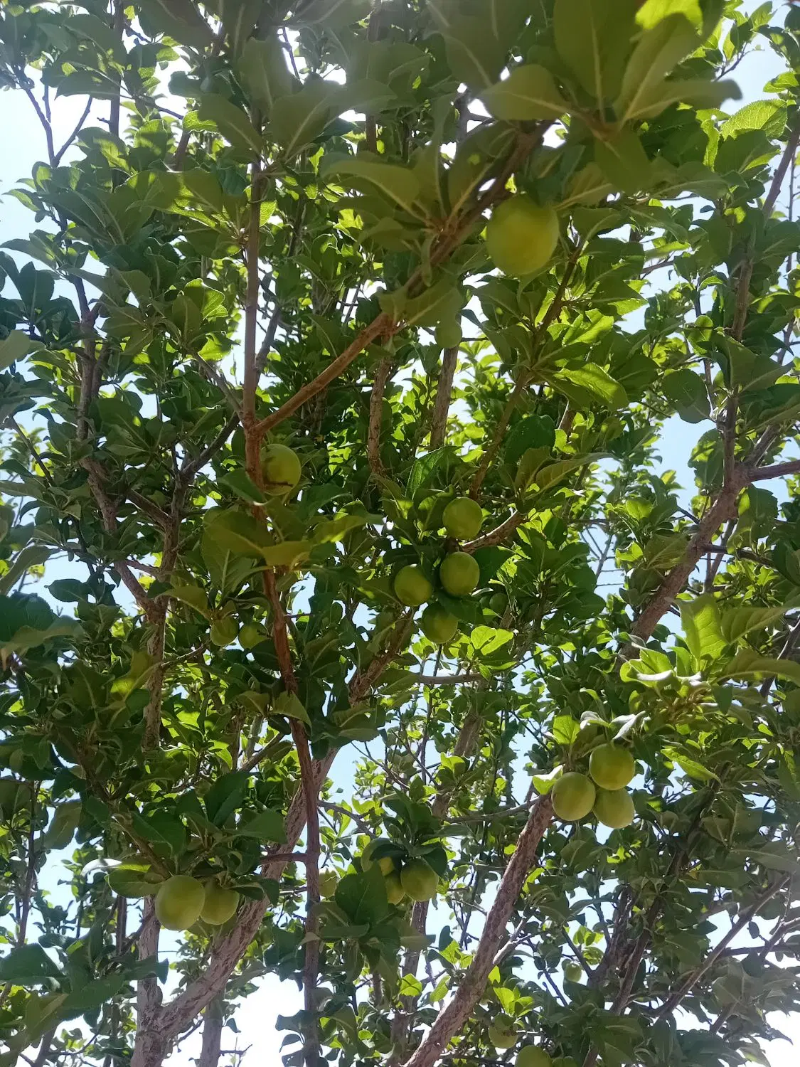 زمین زراعی با اتاق صحرای