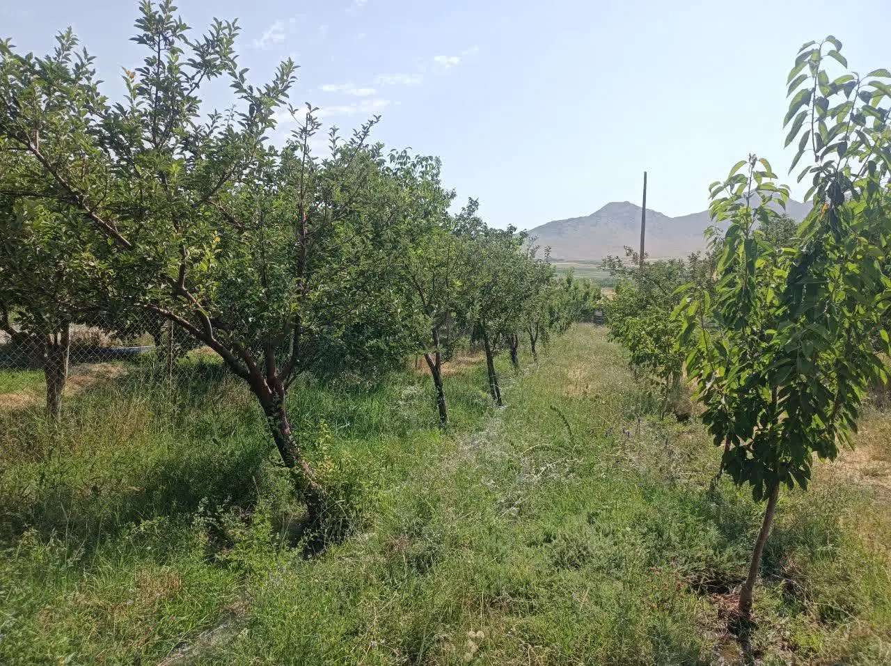 باغ 3000 متری با مجوز