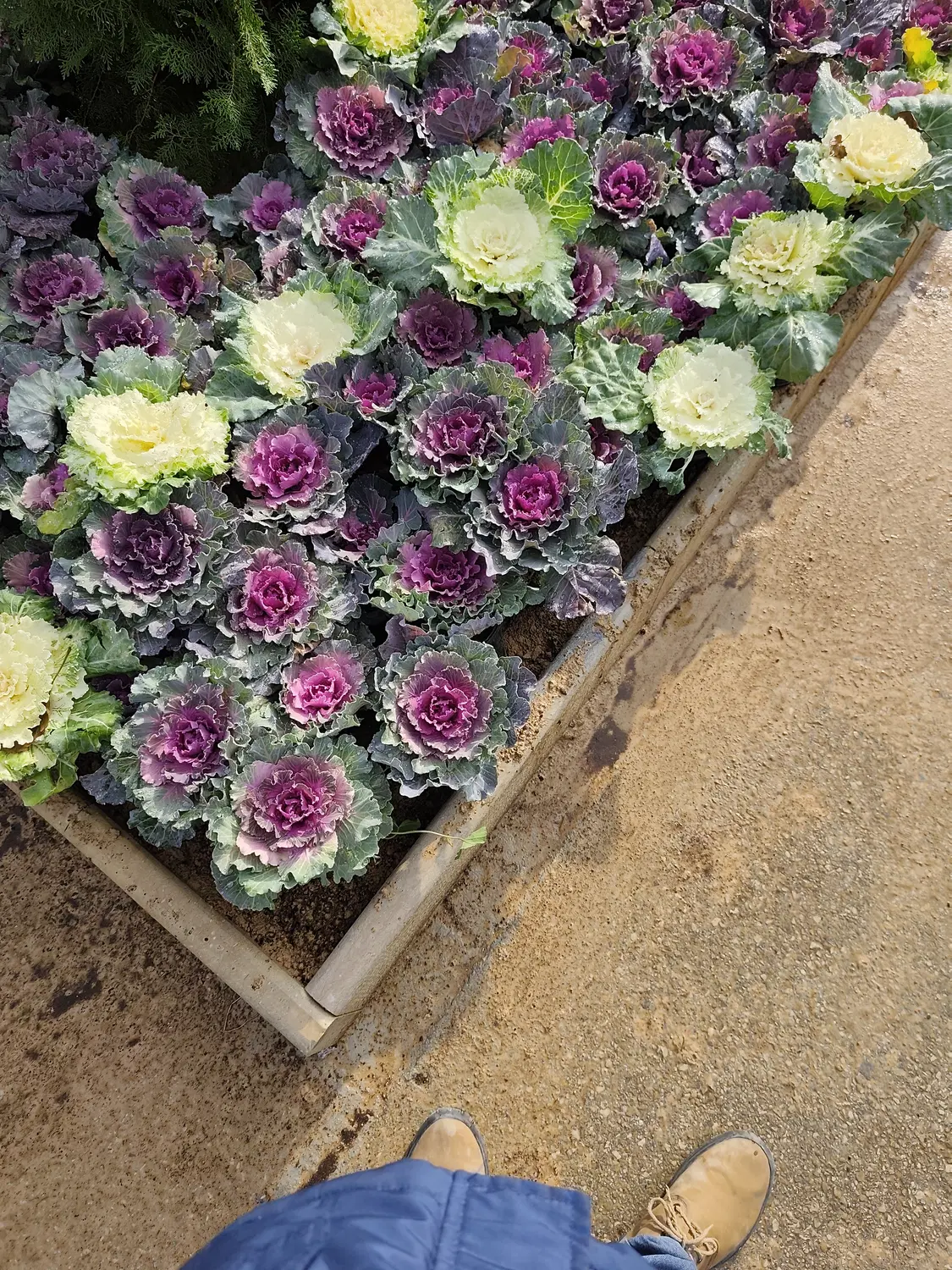 زمین  باغ باغشهری صدرا اهل بیت بوستان